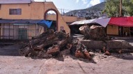 Ciudadanos pueden reportar arbolado a Medio Ambiente