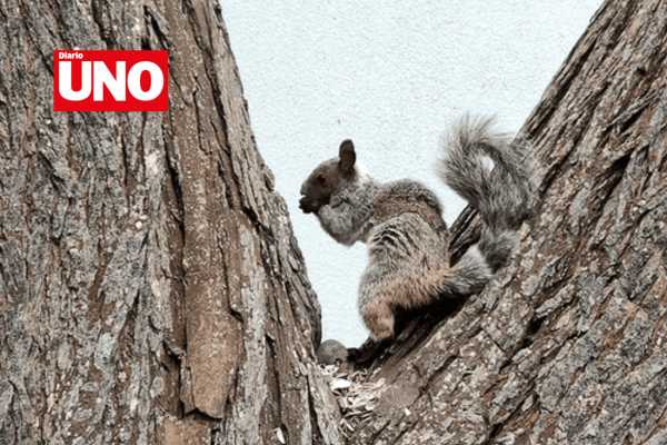 San Isidro impone multa de 535 soles por alimentar ardillas en parques