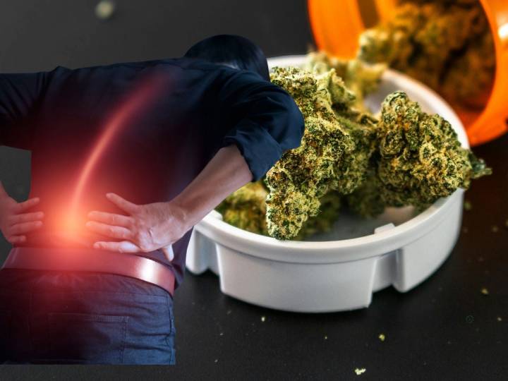 Extracto de cannabis podría aliviar dolores lumbares crónicos, estudio