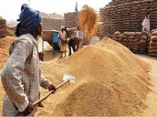 Haryana: 1,87,743.49 metric tonnes of paddy procured so far