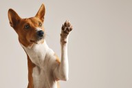 Stay, sit: How this weekend's solar eclipse will affect your dog