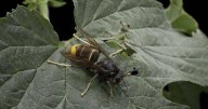 Yellow-legged hornets pose 'significant threat' as Brits urged to do two things