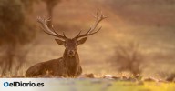 Los mejores lugares de España para ver, oír y disfrutar la berrea del ciervo