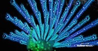 'Wild Lights' returns to the Sedgwick County Zoo next month