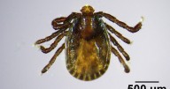 Invasive, disease-carrying tick found in Maine, the farthest northeast it has been spotted
