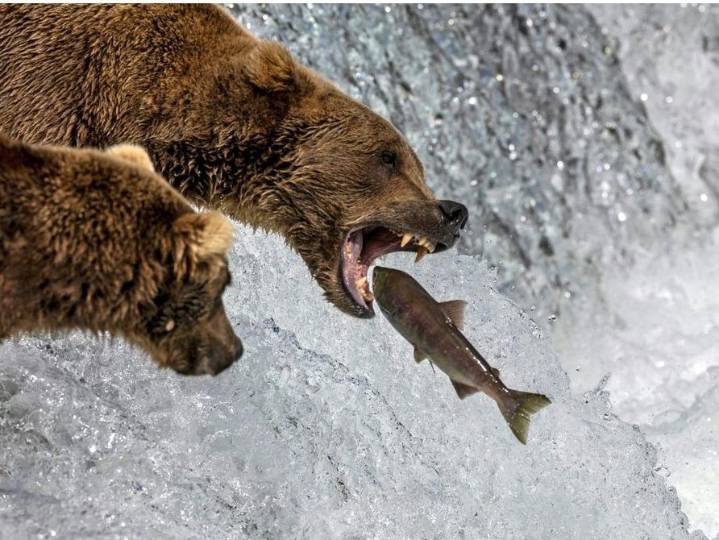 Annual eating contest roars to life in Fat Bear Week