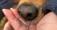Dog undergoes emergency surgery after sniffing fishhook