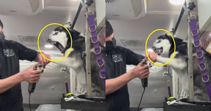 Estilista graba el drama de un husky después de su cita de baño, corte de pelo y uñas