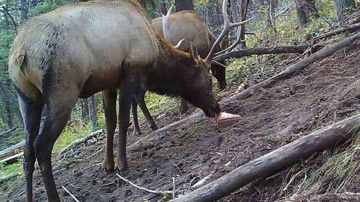 Baiting Elk With Salt Licks Was Once OK Wyoming, But Is Now Illegal