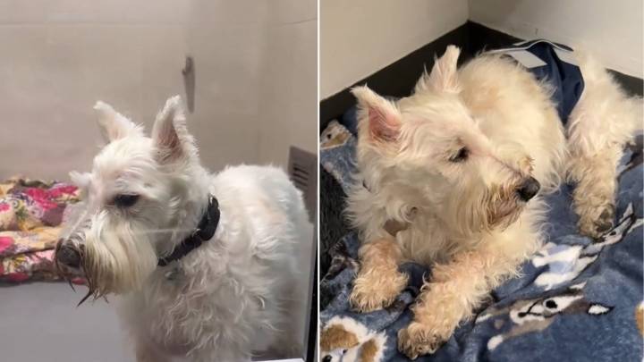 New York Dog Is Left At A Shelter After 14 Years With His Family, But A Miracle Happens