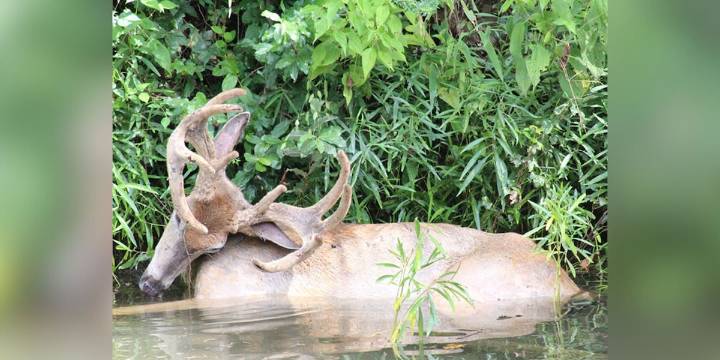 More than 1,000 sick or dead deer reported in KY