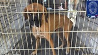 Tras cateos rescataron 22 animales maltratados en Juárez