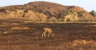 Smoldering in plain sight: How coal seam mapping is helping mitigate fire risk across the state