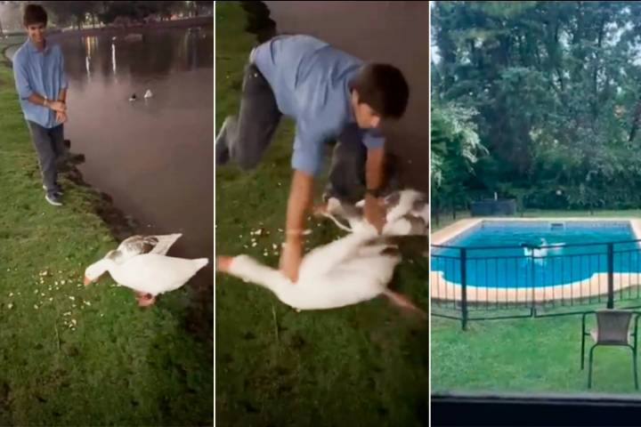 Se robó dos gansos de un lago público y los llevó a la pileta de su casa
