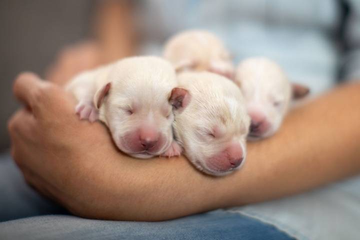 Pet Sitter Told Pregnant Dog Won’t Go into Labor During Stay, Delivers 14 Puppies