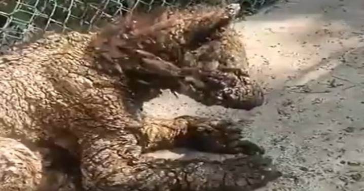 ¡Indignación! Captan a osezna en deplorables condiciones en zoológico de Nuevo León; PROFEPA investiga