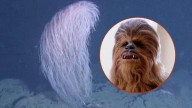 Descubren nueva especie de coral y lo bautizan como ‘Chewbacca’
