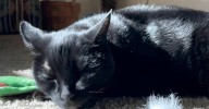 Cáncer de cabeza y cuello: terapia probada en gatos muestra resultados prometedores