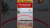 Crocodile Spotted In Floodwaters In Bolangir, Sparks Fear Among Locals