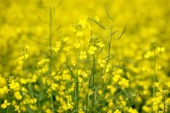 APAS hoping for more from federal government canola support