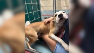 Texas Shelter Pup Just Wants To Hug Everyone, Hoping For A Forever Home