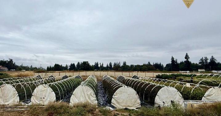 Illegal marijuana market targeted in Eugene with major bust