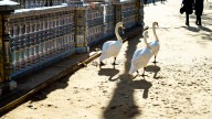 Se extiende la alarma en Sevilla ante la gripe aviar: aparecen dos nuevos cisnes muertos