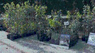 Local nonprofit gives away free trees in the Upstate