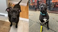 New Jersey Dog Thought He Found His Forever Home, Then Heartbreak Struck