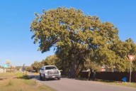 Texas City Relocating 400-Year-Old Tree Called 'Jolene' for Nearly $1M