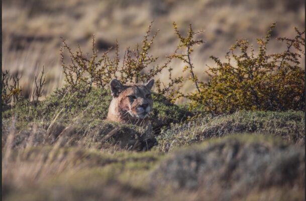 Crece el turismo de avistamiento de pumas en Torres del Paine y llaman a reforzar buenas prácticas