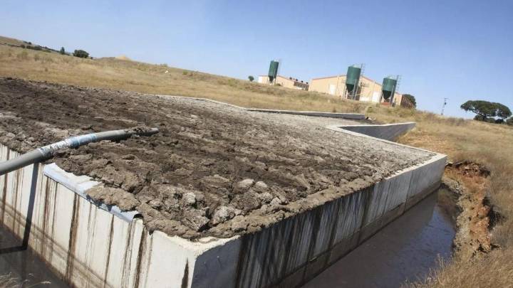 Desarrollan alternativas para tratar los purines de cerdo que reducen la contaminación