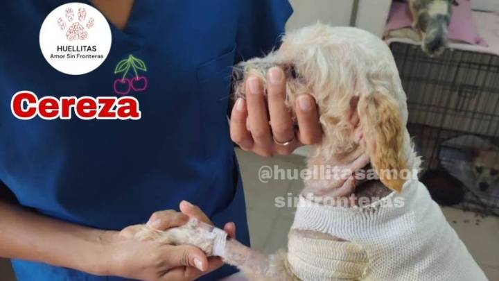 Cereza, la perrita quemada en Puente de la Concordia, entra a primera cirugía reconstructiva: así puedes ayudarla