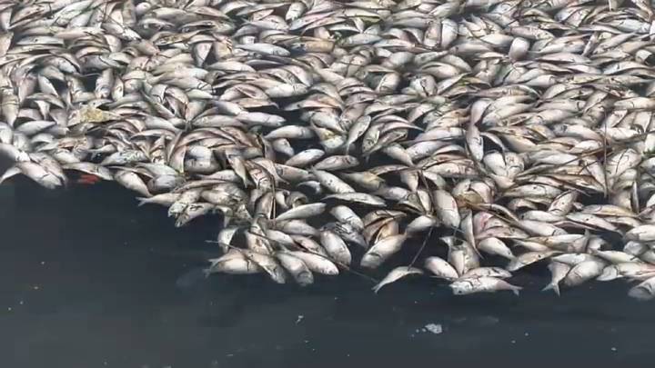 Jersey Shore towns facing rotten smells due to fish mass die