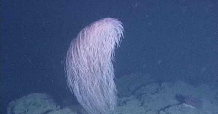 New ‘hairy’ coral species named after Chewbacca