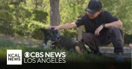 Dog finds new home after owners dies in South Los Angeles hit
