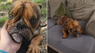 Texas Dog Melts Hearts As He Finds A Home For The First Time After Abandonment