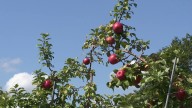 Apple harvest shines at Green's Fruit Farm near Elysburg