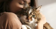 Qué significa que un gato llegue a tu casa según el color de su pelo  
