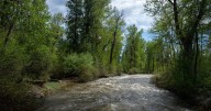 Greenough Park earns Montana's first 'Community Old Growth Forest' label