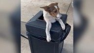 Florida Woman Stops For Gas And Finds A Horrifying Surprise Inside A Trash Can