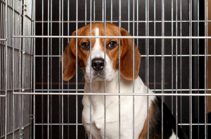 Eight NJ pet shops busted in puppy protection sweep