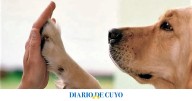 Los quirófanos móviles para mascotas llegan a Chimbas y Rawson con atención gratuita
