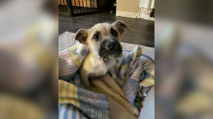 Nevada Woman Rushed To Save Paralyzed Pup From Euthanasia Only To Learn The Truth About Him