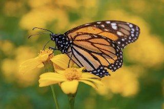Día Nacional de la Biodiversidad en Colombia (11 de septiembre)
