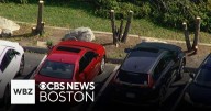 Massachusetts police trying to solve mystery of who cut down office complex trees