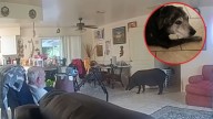 Enorme jabalí destroza la puerta de cristal de una casa y ataca a un perro