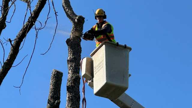 Eversource crews removing dead ash trees near roads, power lines ahead of winter