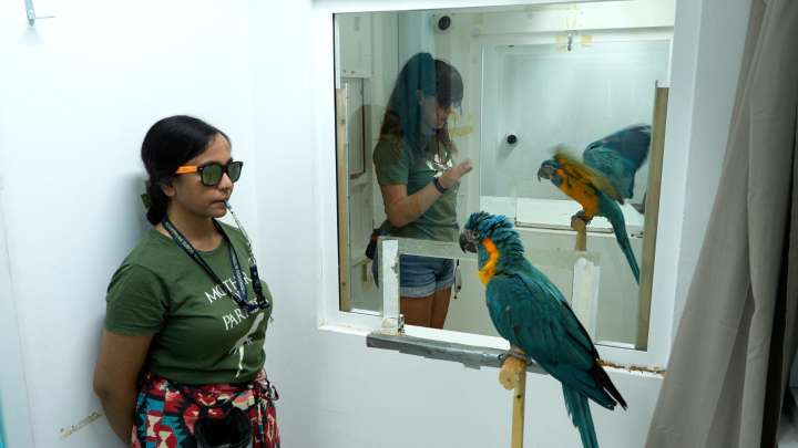 Los loros, como los humanos, aprenden nuevos trucos imitando a sus compañeros