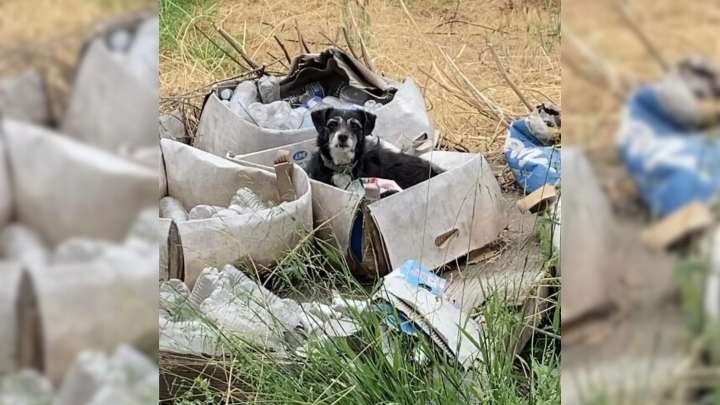 California Dog Left Behind After Eviction Waits In A Box For Family Who Never Returns